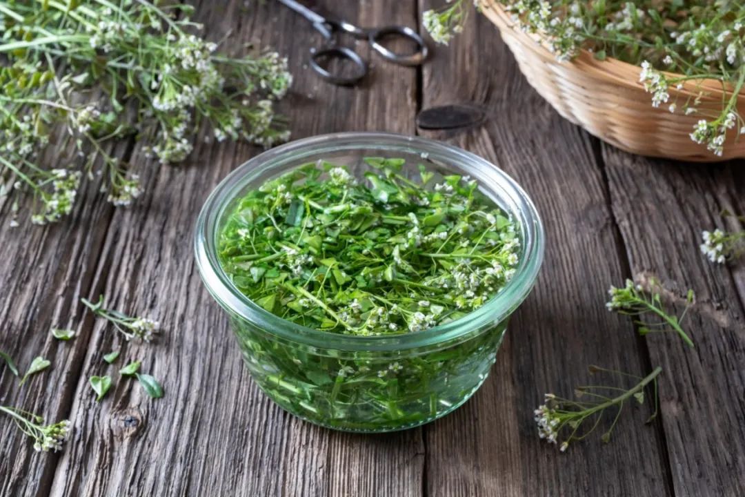 【智慧厅堂】荠菜,春季护身草