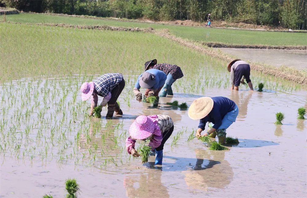 昌江:春耕备耕忙 不负农时不负春_澎湃号·政务_澎湃新闻-the paper