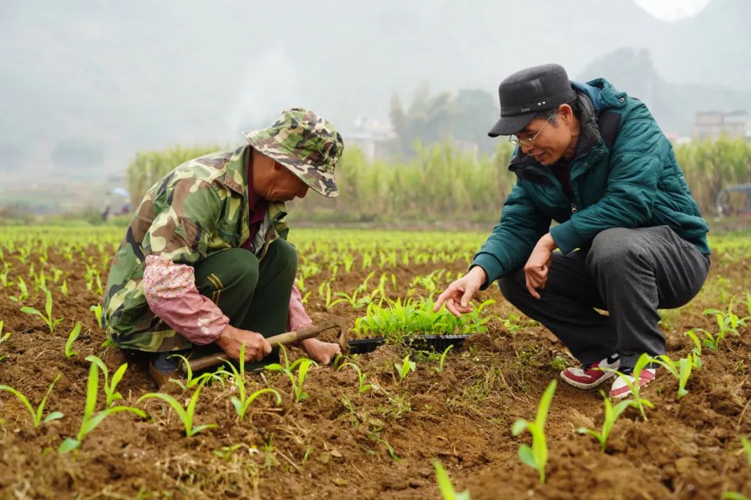 据了解,该基地分种植区和育苗区,今年计划试种1000亩鲜食糯玉米,由10