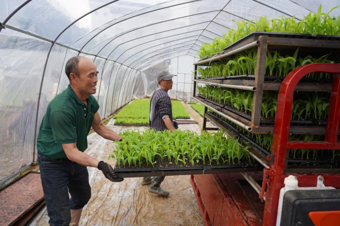 【新春走基层】1000亩鲜食糯玉米春种忙