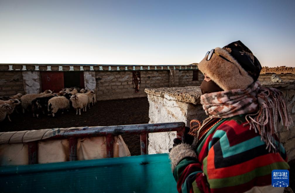姜帆 摄丹增在尼玛县俄久乡马迁村老家的草场上牧羊(无人机照片)