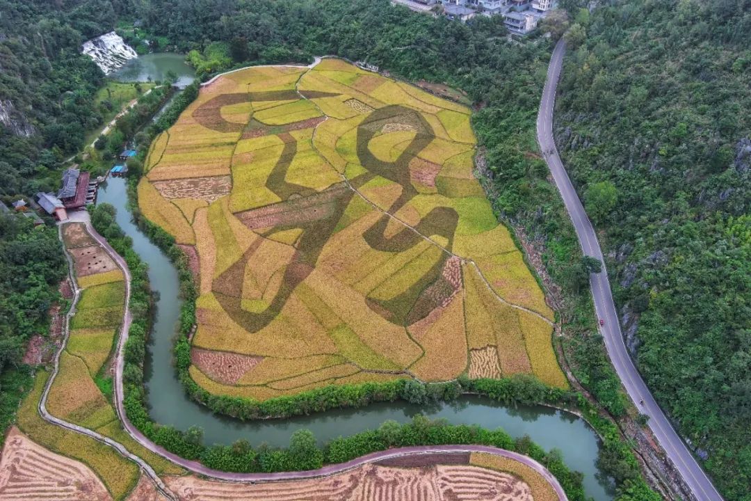 山地特色高效农业强省,2023年黄果树旅游区新田村1300亩金刺梨丰收