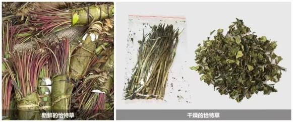 城中禁毒科普春回大地撿些葉片花瓣做香薰小心這些毒物要認清