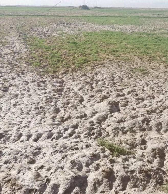 "要啃就啃最硬的骨头"——中国农业科学院盐碱地改良创新团队攻关纪实