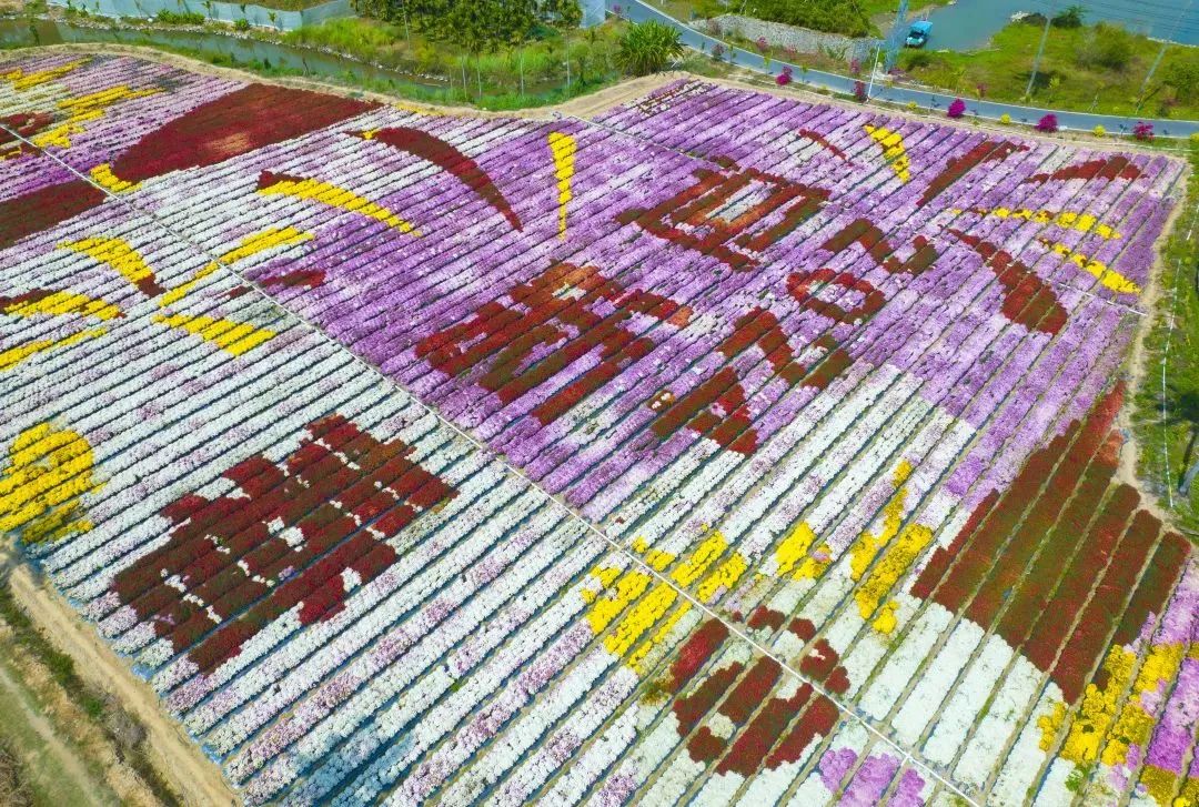 勾勒出一幅憨态可掬的卡通龙形象颜色各异的菊花在田地里……橙的,粉