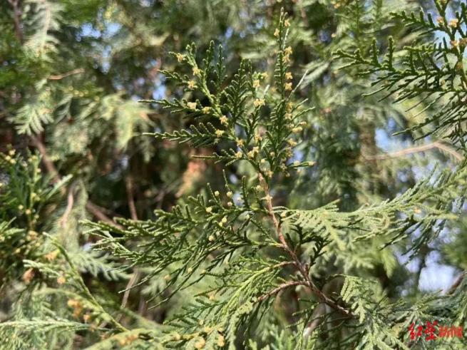 进入强过敏季节,成都主要致敏植物竟是……_澎湃号·媒体_澎湃新闻