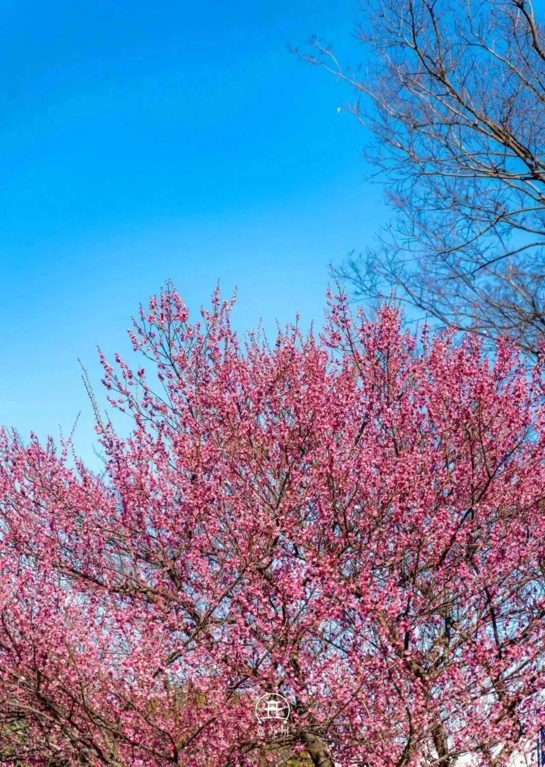 影像|柳眼梅腮,已觉春心动_澎湃号·湃客_澎湃新闻-the paper