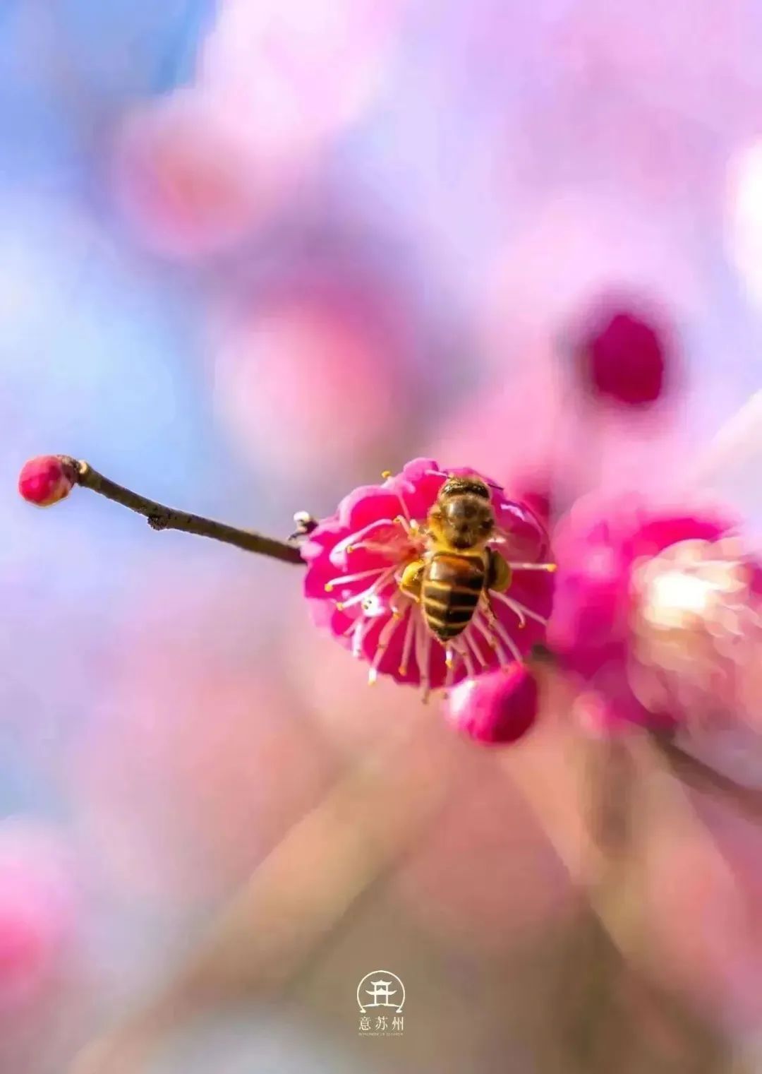 影像|柳眼梅腮,已觉春心动_澎湃号·湃客_澎湃新闻-the paper