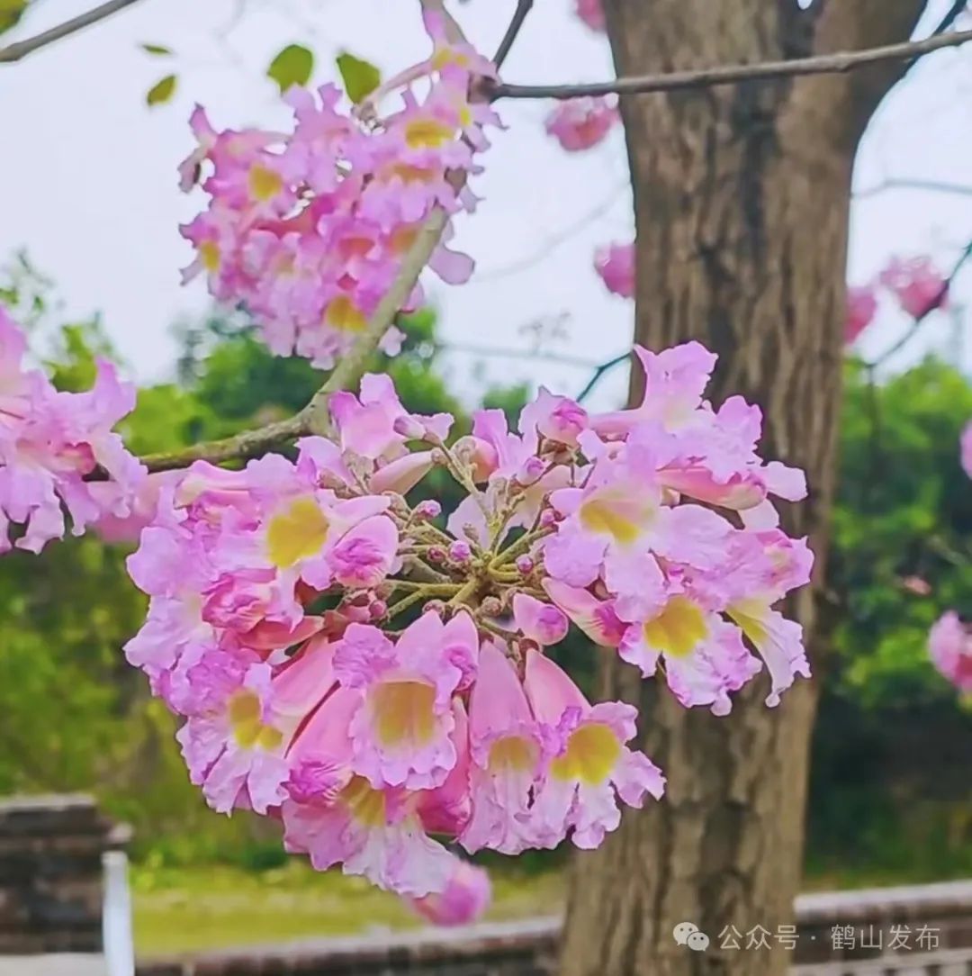 紫花风铃迎春绽放!就在鹤山这里→_澎湃号·政务_澎湃新闻-the paper
