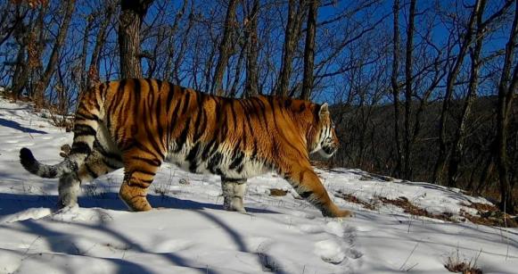深读|虎啸山林 豹跃青川 东北虎豹国家公园守护生物