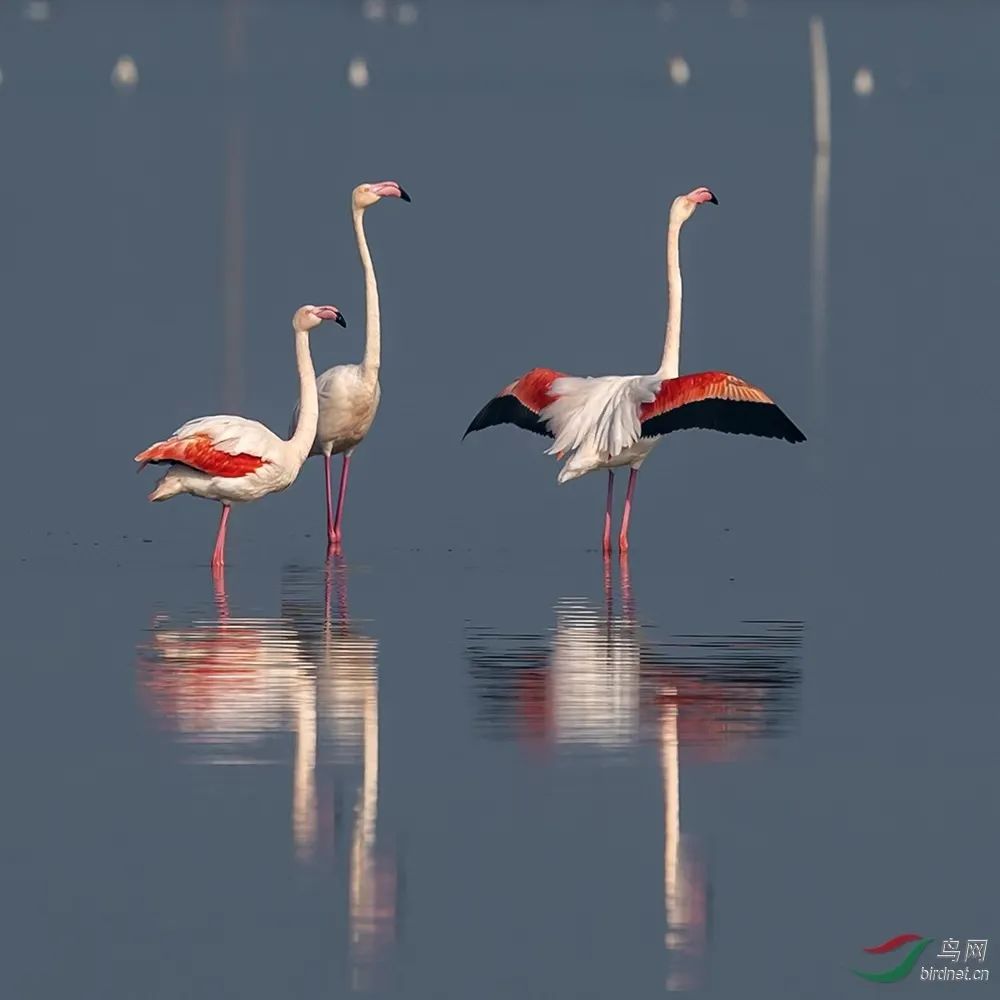 【三江之源 动物乐园】之红鹳科