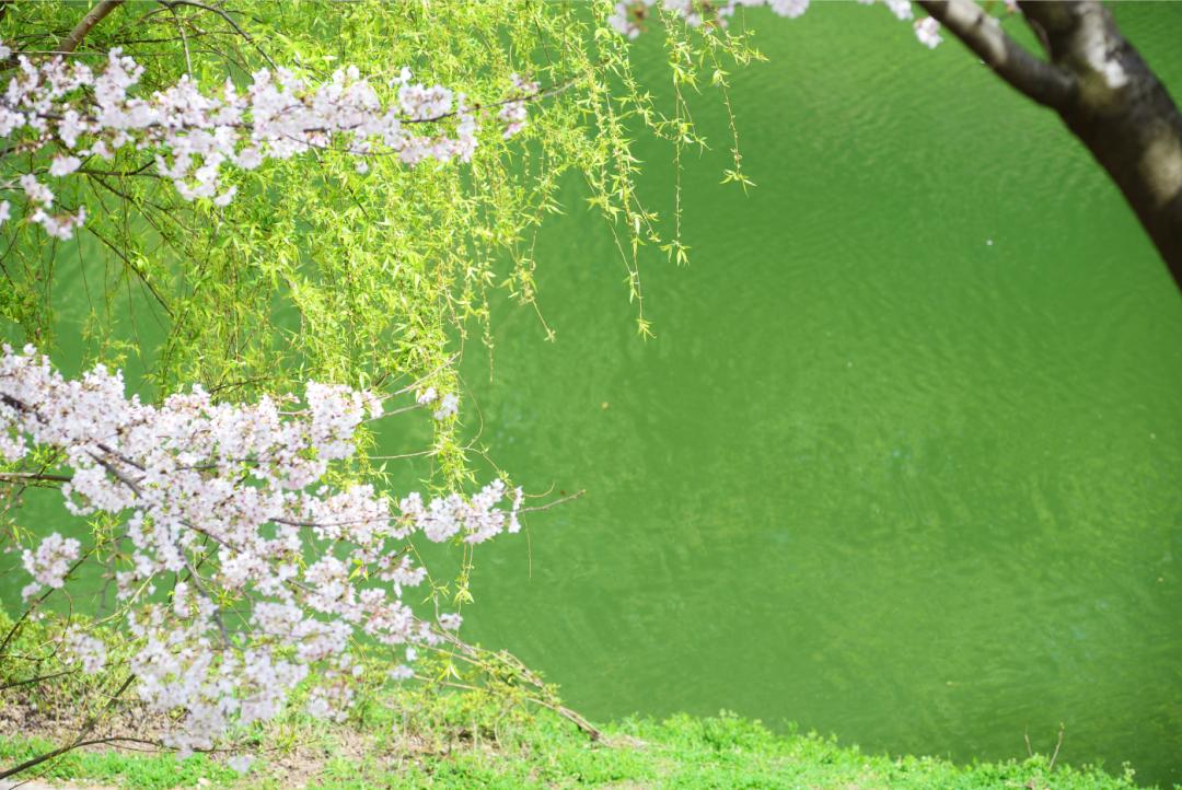 日出江花红胜火,春来江水绿如蓝.来一场拥抱自然的寻春踏青?