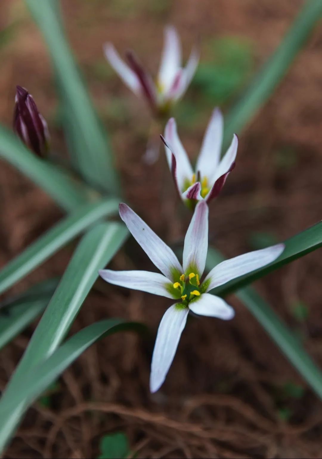 春已至,万物始,中国本土郁金香盛开_澎湃号·政务_澎湃新闻-the paper