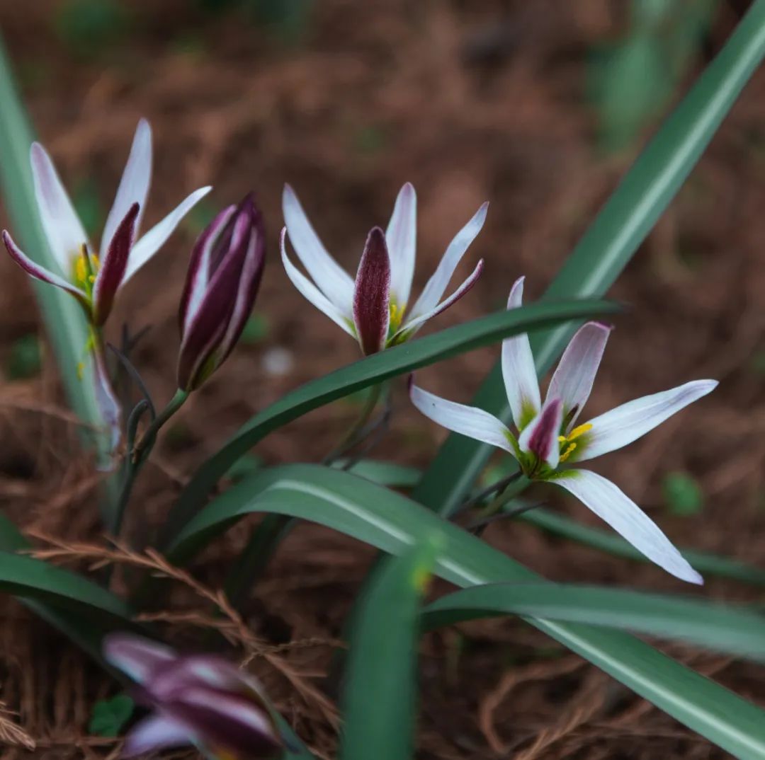 春已至,万物始,中国本土郁金香盛开_澎湃号·政务_澎湃新闻-the paper