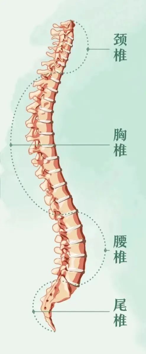 山东科协每日科普 龙年养龙骨