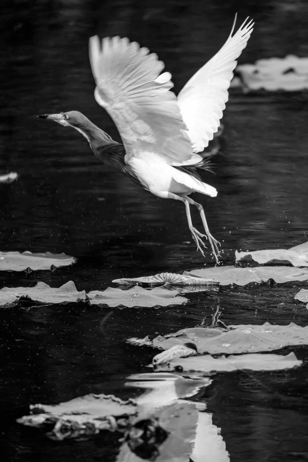 一支长焦镜头,万张观鸟照片……记录生态安亭!