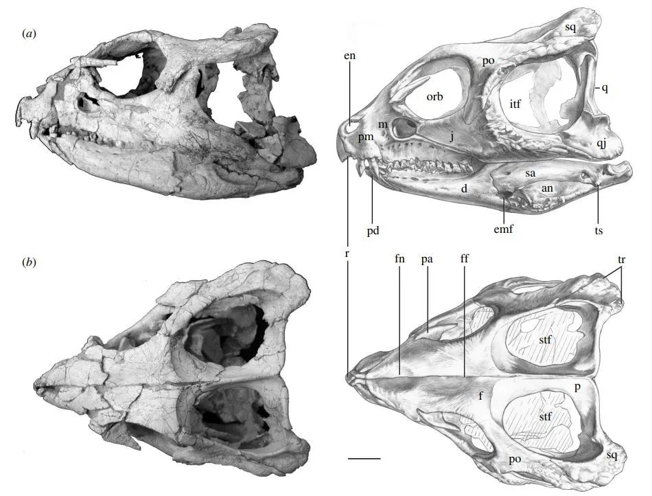 龙年运势如何,做场恐龙"占卜"就知道了_澎湃号·湃