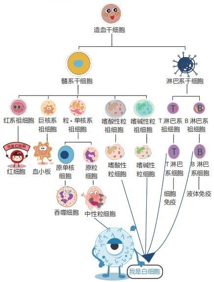 血细胞分类图图片