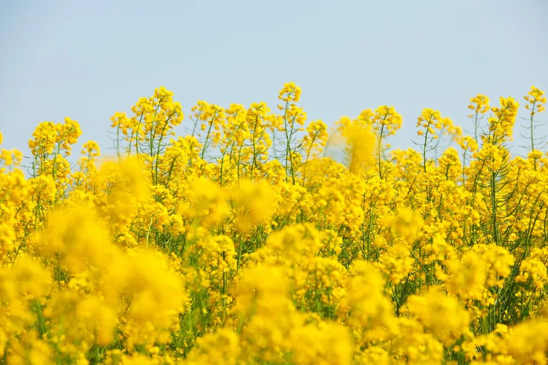 四川嘉阳油菜花春天赏油菜花必打卡的地方就是嘉阳小火车,一起坐上