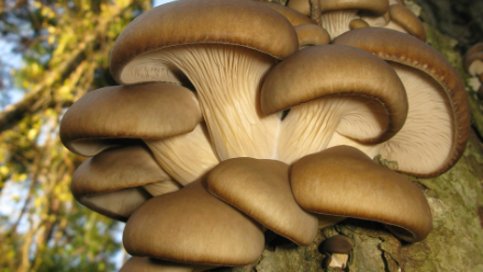 揭秘蘑菇的神奇功效：抑癌与抗衰的天然守护者