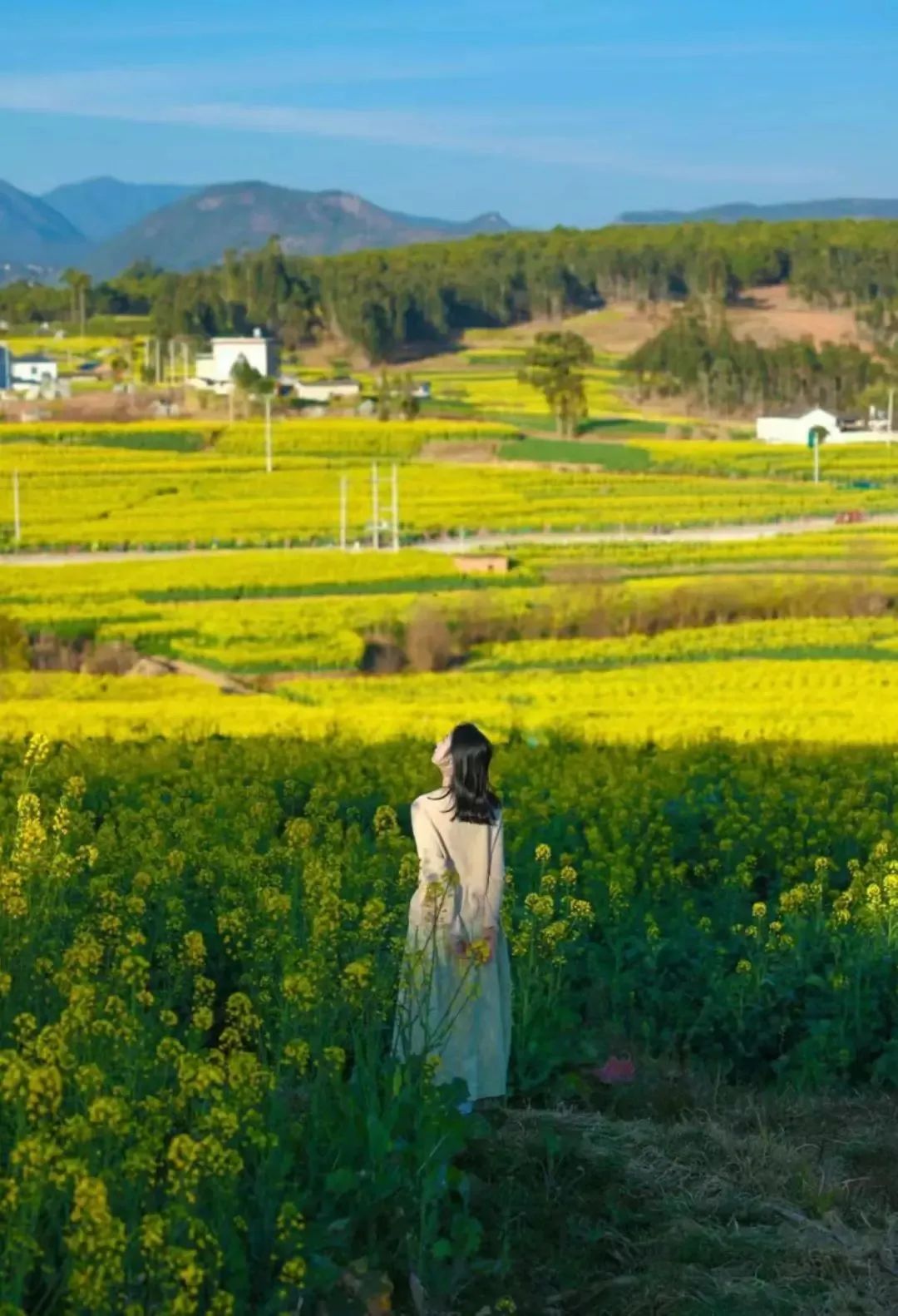 40mins高铁直达,国内最早"上春山"的绝美避世小城,花海惊艳外网_澎湃