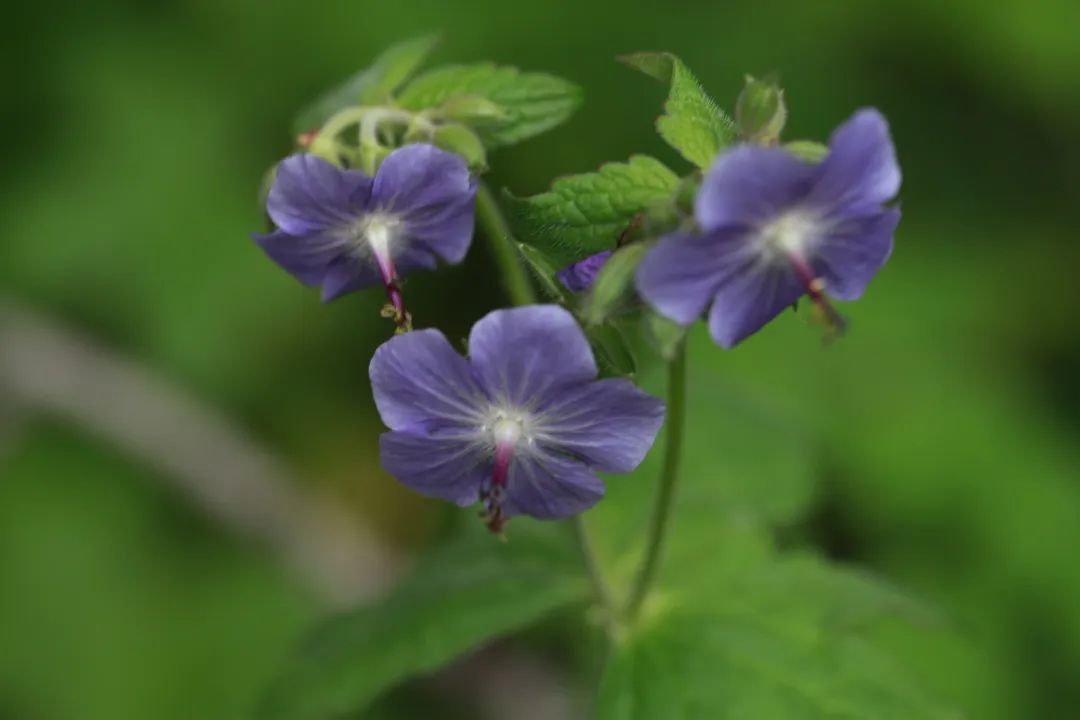 探秘!长白山植物千"种"风情~毛蕊老鹳草