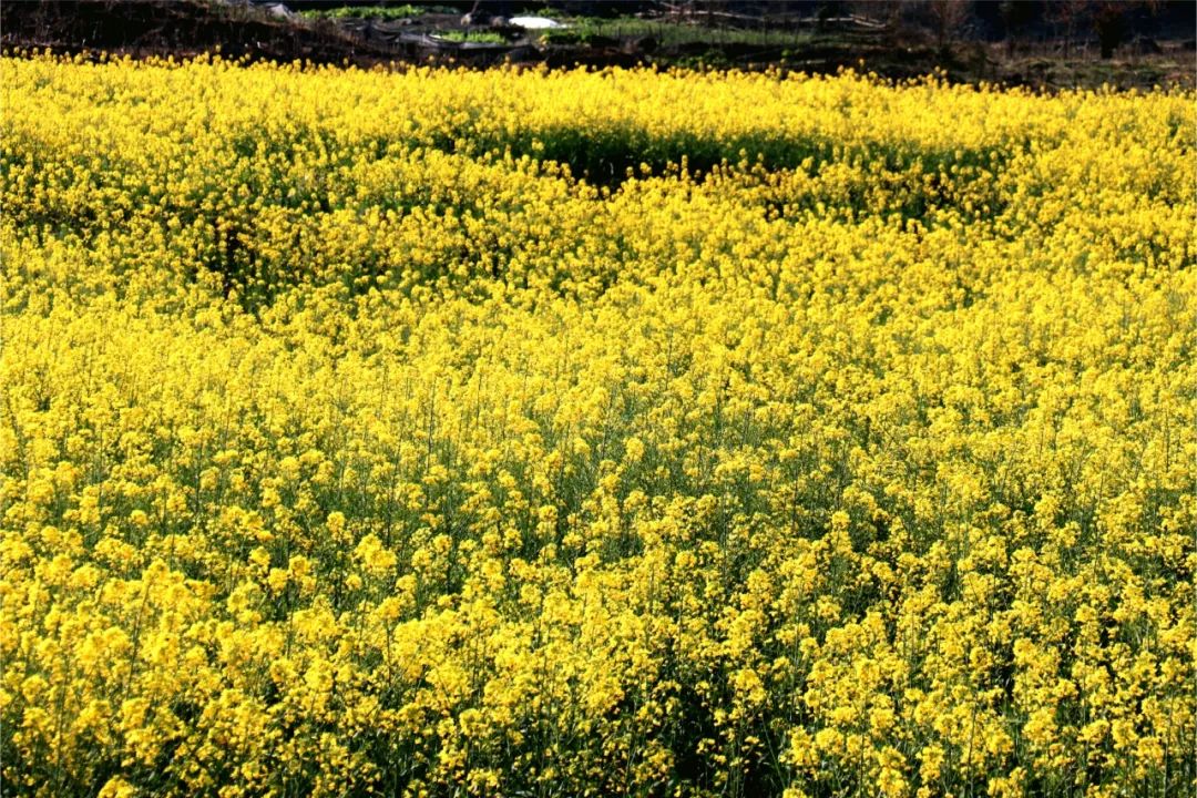 梯田边的油菜花开了!"人在画中游"的景致等你邂逅→