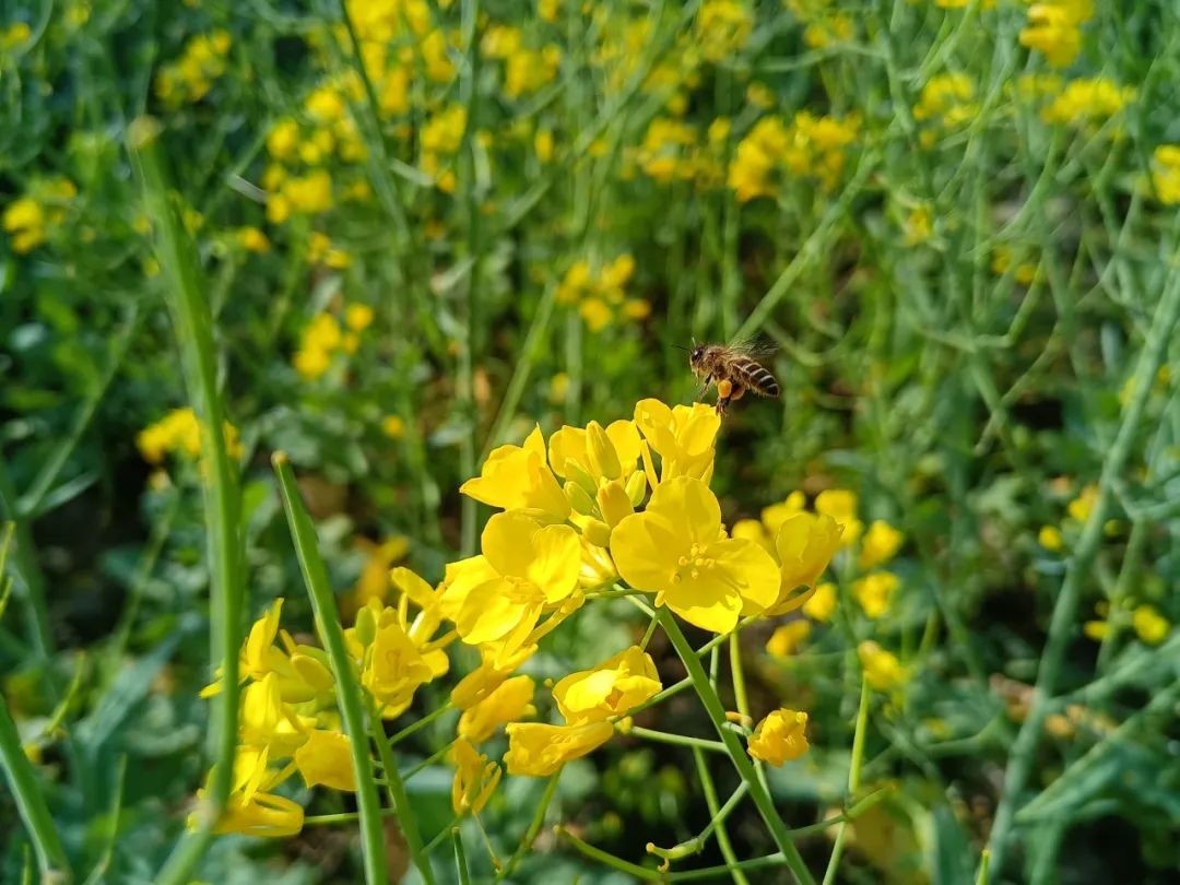 梯田边的油菜花开了!"人在画中游"的景致等你邂逅→