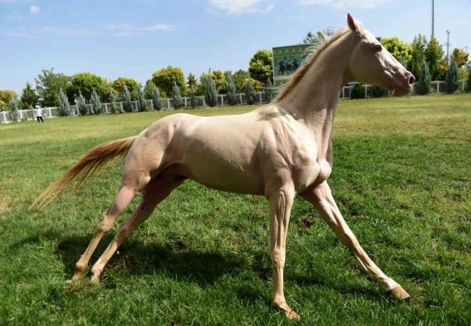 这种"汗血马"的皮肤较薄,奔跑时其血液在血管中流动容易被看到,加之马