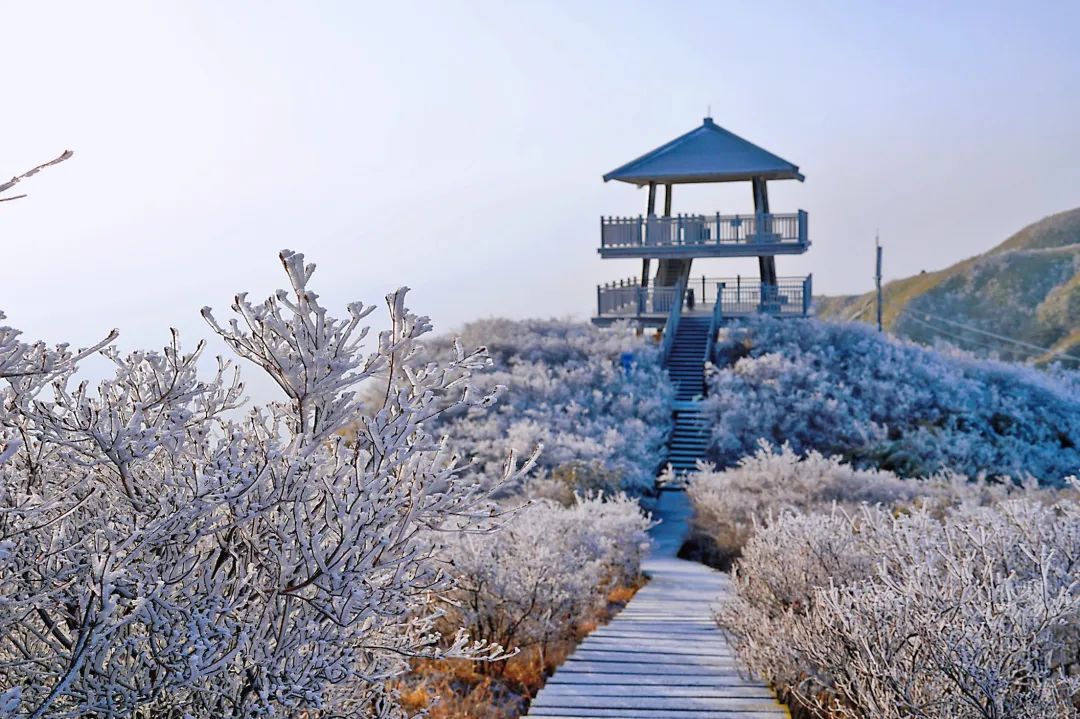 大围山国家森林公园恢复开放,来看雾凇美景_澎湃号·政务_澎湃新闻