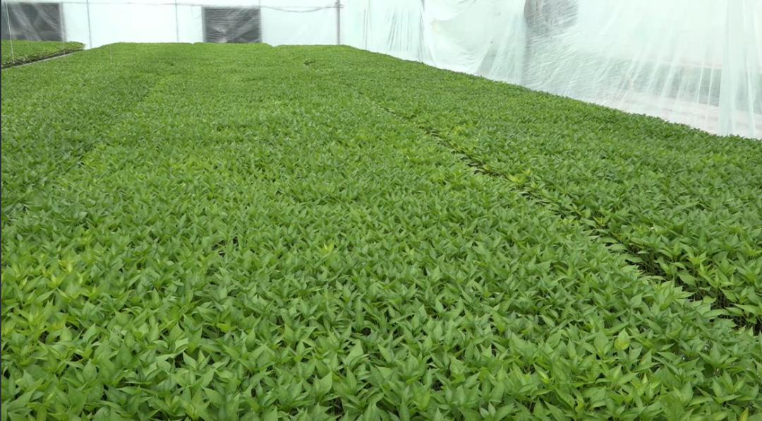 700万株蔬菜种苗,保障春耕生产→_澎湃号·政务_澎湃新闻-the paper