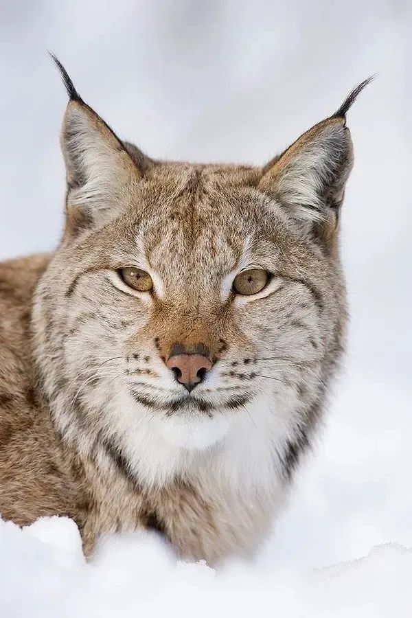 国家二级保护野生动物猞猁现身可可托海国际滑雪度假区