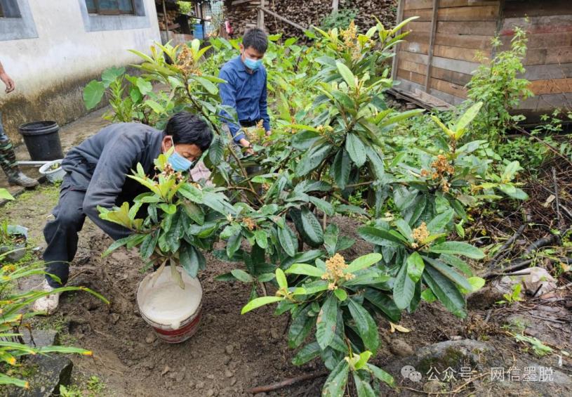 背崩乡:枇杷好苗子 种出好日子