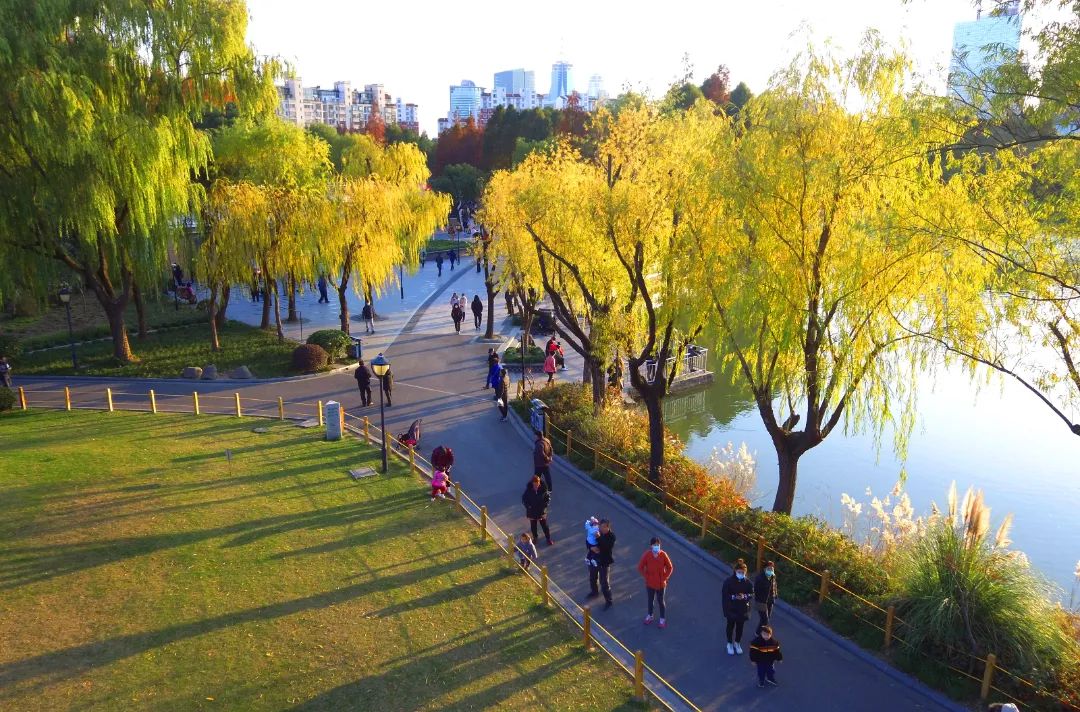 金桥公园原有特色月季花墙以另一种形式得到呈现,期待花开之时~_澎湃