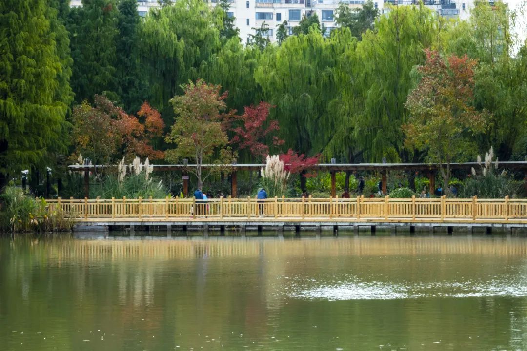 金桥公园原有特色月季花墙以另一种形式得到呈现,期待花开之时~_澎湃