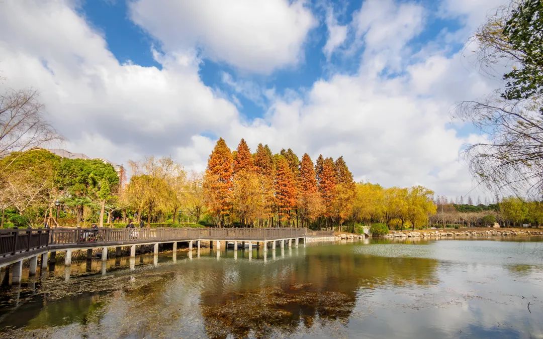 金桥公园原有特色月季花墙以另一种形式得到呈现,期待花开之时~_澎湃