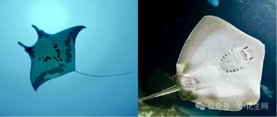 譬如mantaray(蝠鲼)和stingray(魟鱼)的生活习性,譬如一周七天英文