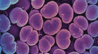 让你感染无药可治的“超级细菌”的，可能是一群猪
