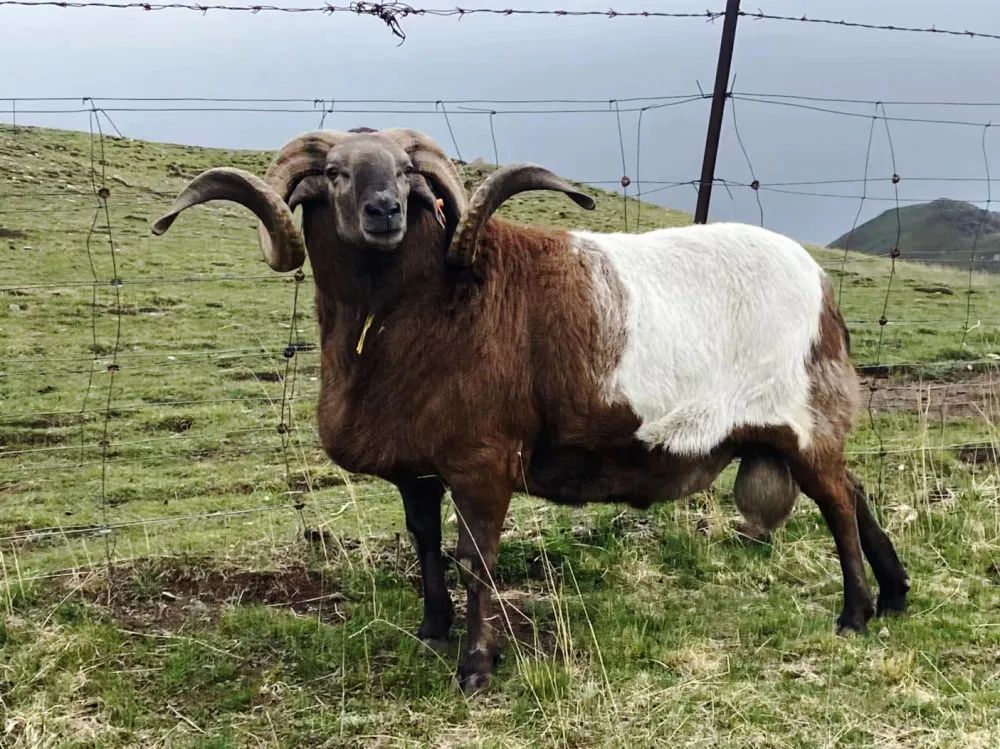 世界首例克隆藏羊在青海诞生!_澎湃号·政务_澎湃新闻-the paper