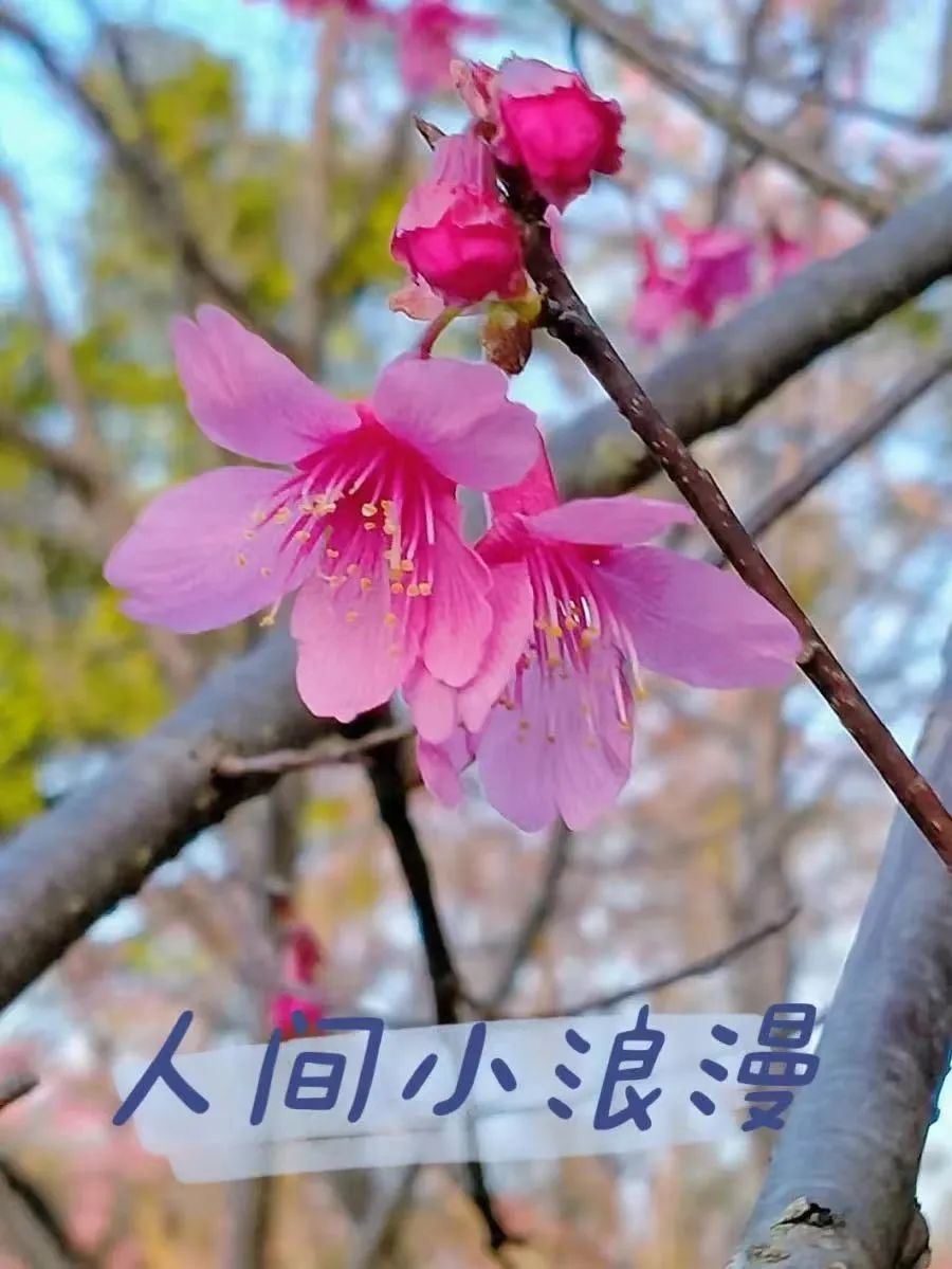 春天的朋友圈这样发→_澎湃号·政务_澎湃新闻-the paper