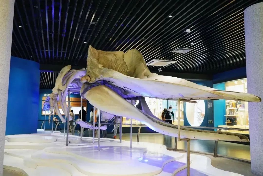 青岛海产博物馆74开放时间:8:30-16:30(全年无休)地址:青岛市市南区