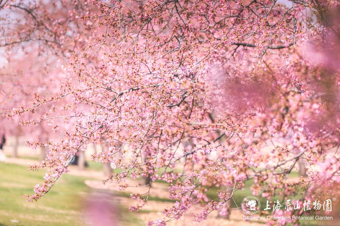 辰山植物园的樱花大道图片