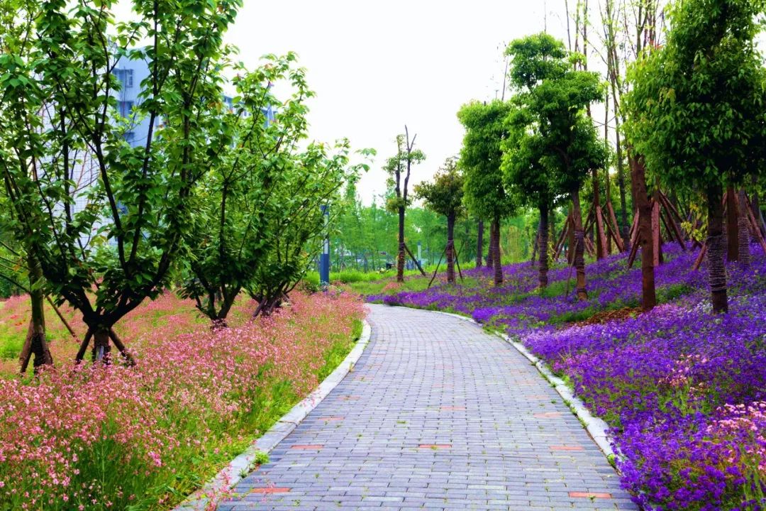 07丹阳公园位于枝江城西的丹阳公园一年四季鲜花盛开在这里花,作为