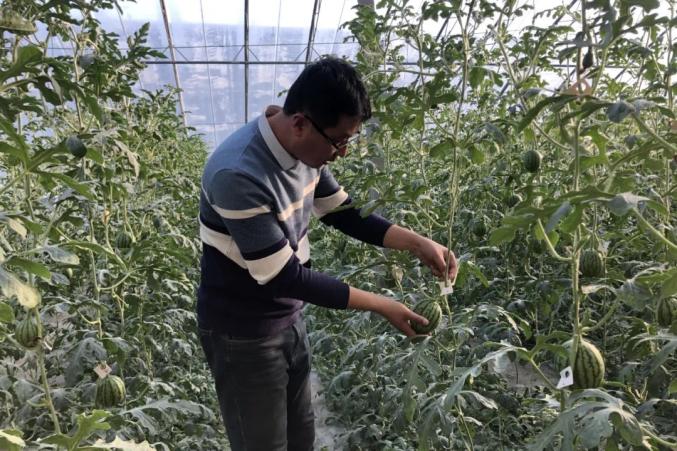 长杨珊介绍,这种能卖到100元1个的是我们郭牌自主研发的"早春蜜"西瓜