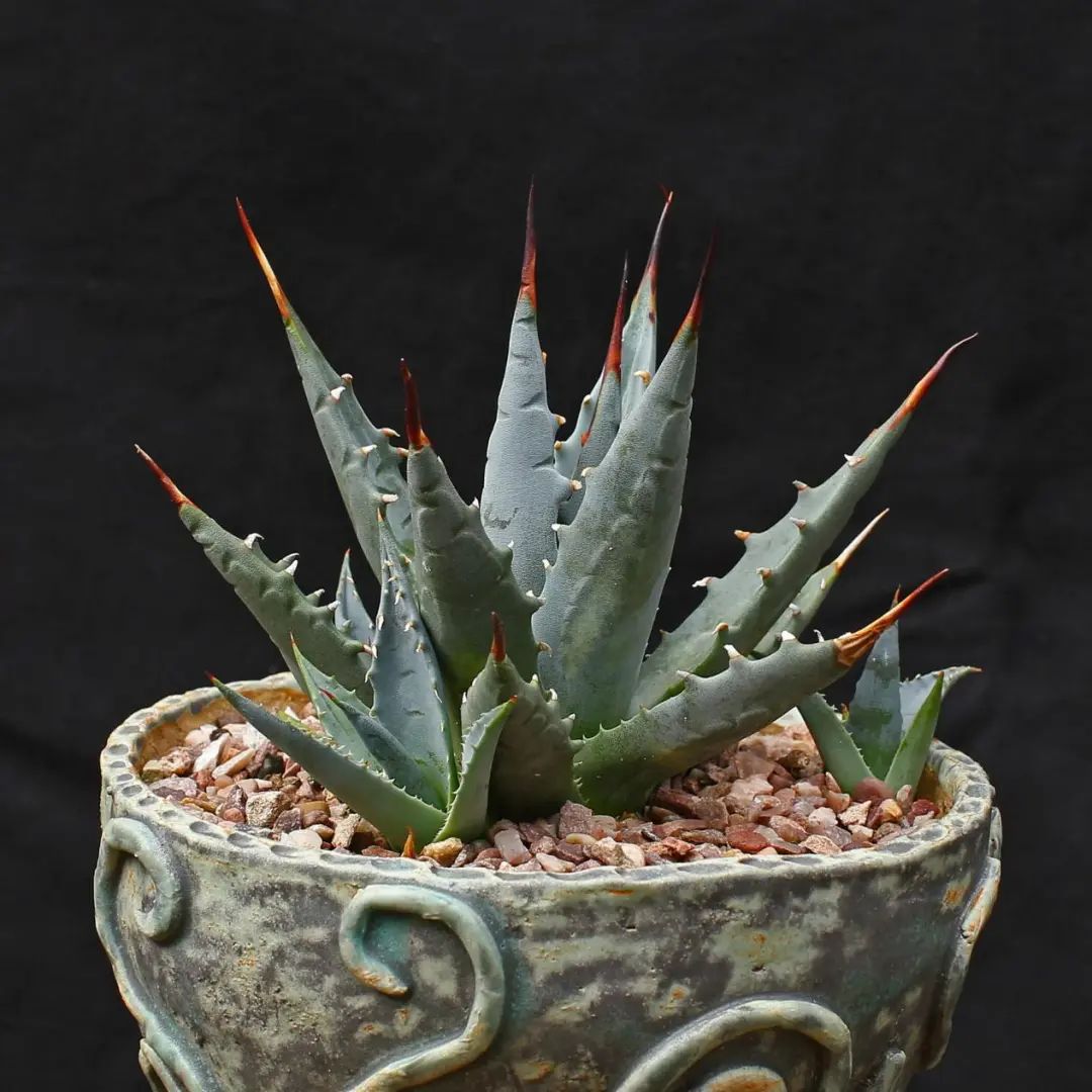 教你一种方法,能快速收获到市面上少见的龙舌兰品种～ 丨小叶子有"花"