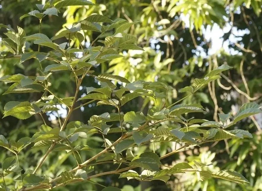 黄花风铃木朋友圈图片