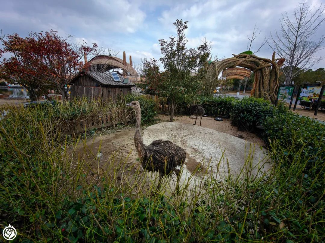 再说笼舍,南野比较舍得给动物大笼舍,这一点很好.