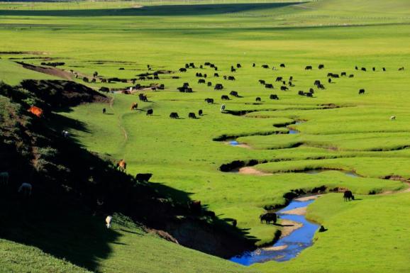 草地上,星星点点近处的牛马悠然吃草绿色一直绵延到天际这里绿意蔓延