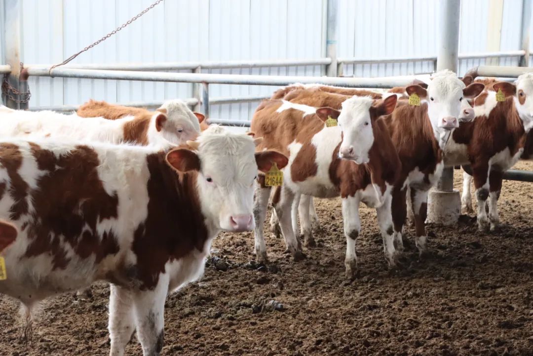 "我们主要在小牛方面做了一些重点的防寒工作,一个是给刚出生的牛犊穿