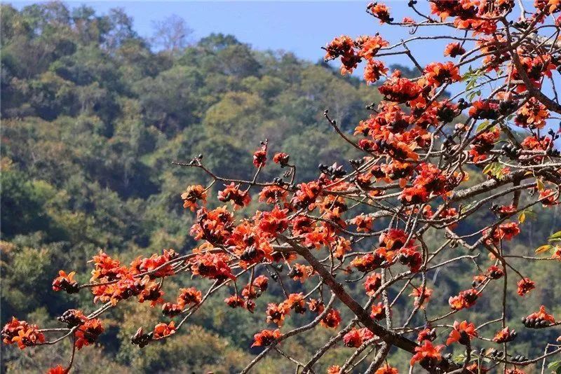 不信你不来_澎湃号·政务_澎湃新闻-the paper